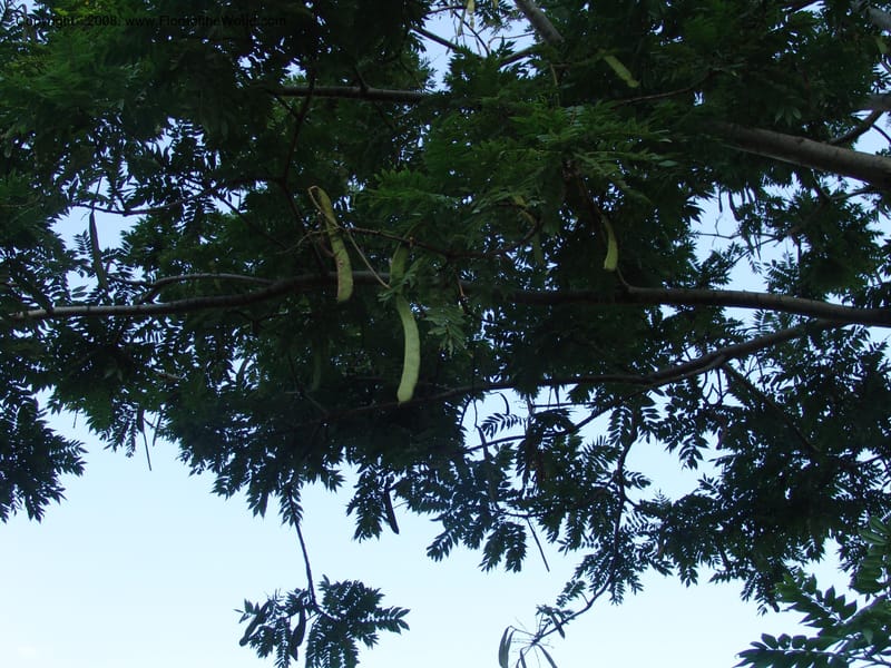 Millettia--Ethiopia. Wendo Genet, near Wabe Shebelle Hotel. 14 July 04. 030.jpg