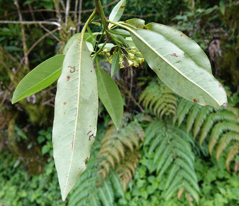 Pittosporum daphniphylloides, Tseng Yu-Hsin 1318--Taiwan. SW of Nanshan on highway 7. 20 May 2016. DSC03339 (97).JPG