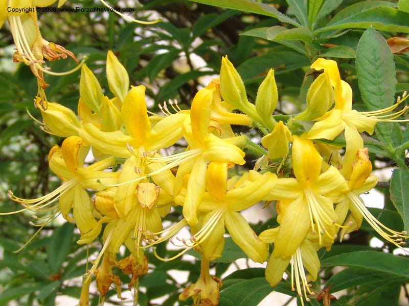 Rhododendron luteum--France. Paris. Jardin des Plantes. 28 Apr 05. 058.jpg