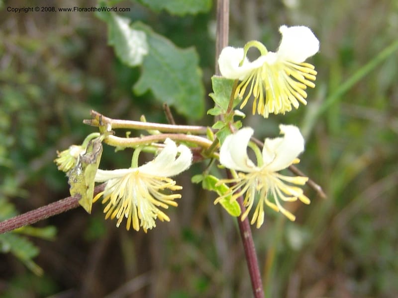 Clematis brachiata--So.Africa. E. Cape. Waringham Farm, Quanti Area, Stut. 8 Mch 05. 452.jpg