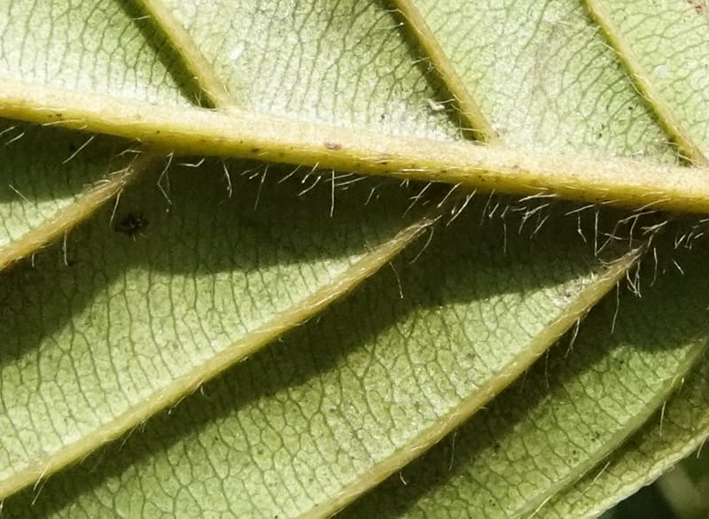 Tetracera, C. Davidson 13922--Gabon. Rd betw Kinguele and Makaban. 30 Oct 2018. DSC00492 (131).JPG
