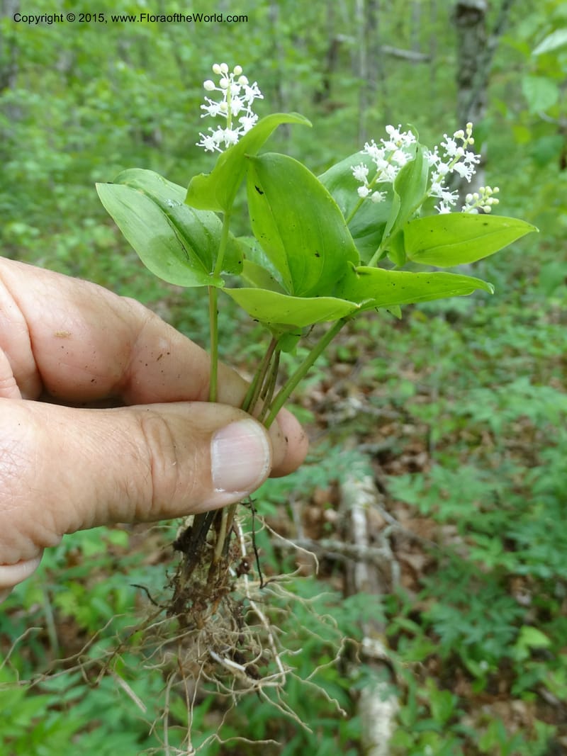Maianthemum canadense, Davidson, C 13064--North Carolina. Haywood Co. Grassy Ridge Mine Overlook. 21 May 2015. DSC06988 (12).JPG
