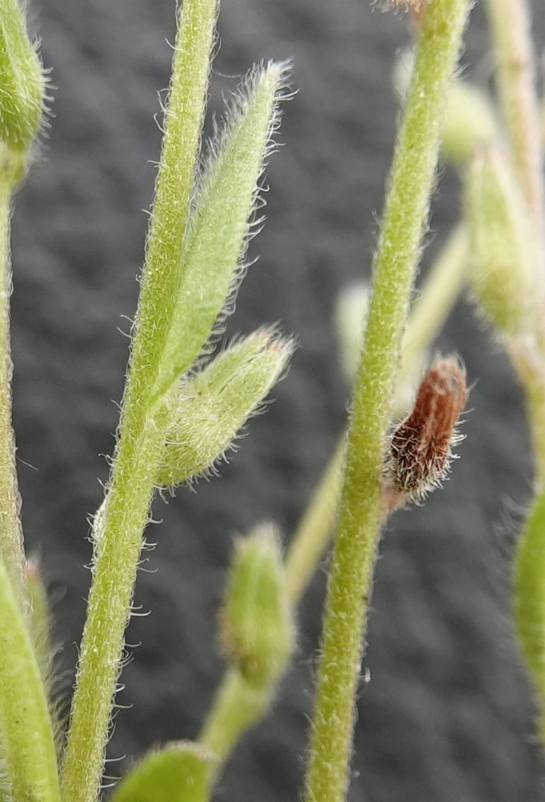 Myosotis stricta, C. Davidson 13755--Oregon. Wallowa Co. Zumwalt.Trail Cr. Rd. 4 Jun 2018. DSC04078 (205).JPG