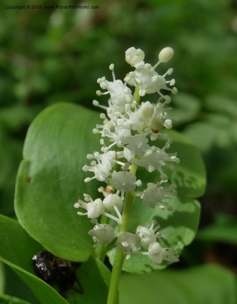 Maianthemum canadense, Davidson, C 13064--North Carolina. Haywood Co. Grassy Ridge Mine Overlook. 21 May 2015. DSC06988 (9).JPG