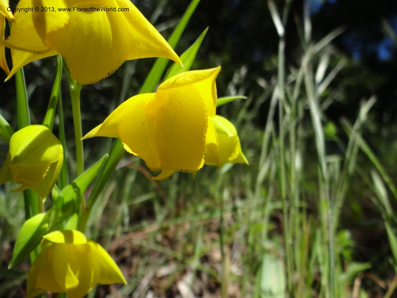Calochortus amabilis, Davidson, C 12123--Calif. Napa Co. Hwy 128. 16 Apr 2013. DSC03072 (50).JPG