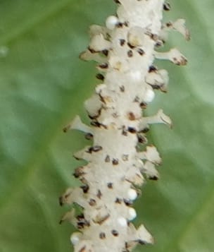 Piper bonii, D. Boufford 44107--China. Yunnan. Lao jun Shan. 30 Apr 2018. DSC00424 (372).JPG