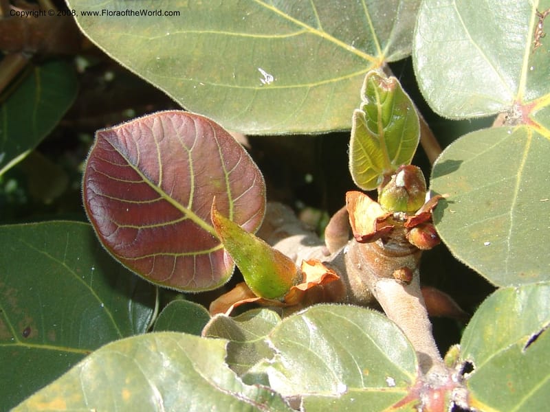 Ficus socotrana--CA. Quail Botanical Garden. 9 Apr 05. 221.jpg