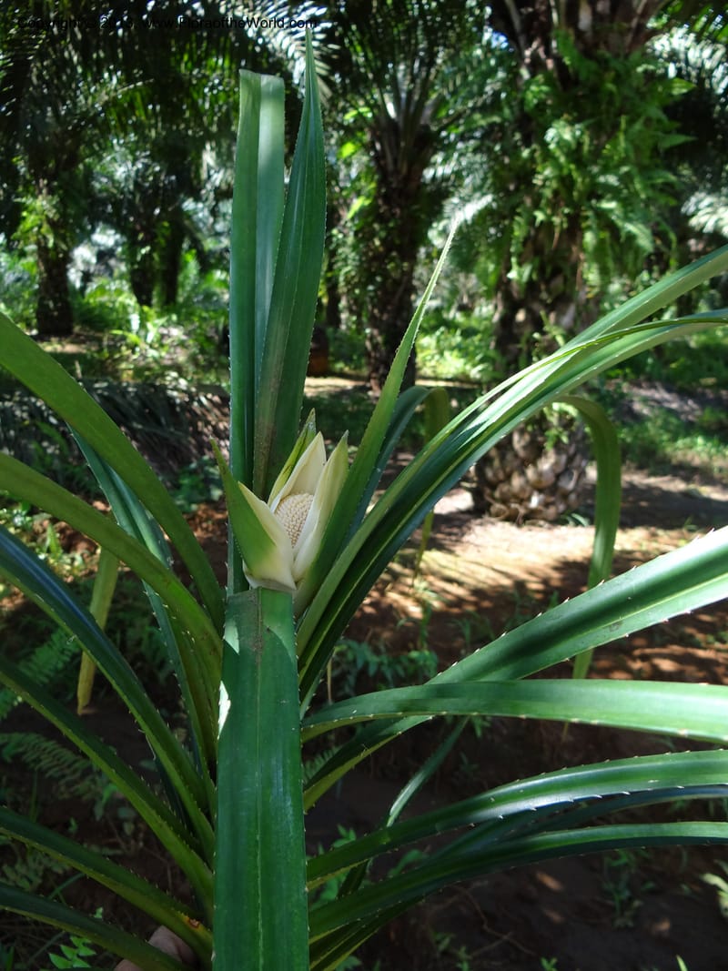 Pandanus fusinus, Buerki, S 335--Malaysia. Sabah. Tahan Niaga Plantation. 8 Apr 2012. 5 (10).JPG