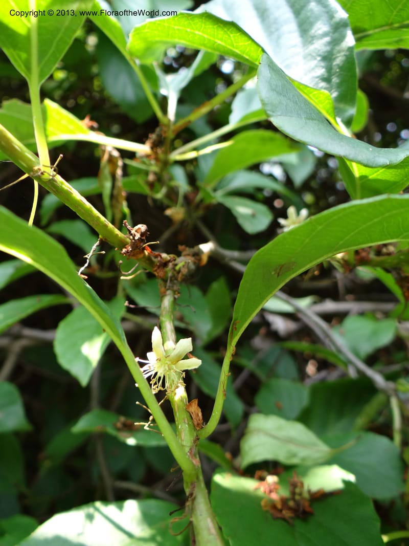 Actinidia callosa var. discolor, Li Pan 1205270--China. Zhejiang Prov. Shunxi Village. 28 May 2012. DSC00347 (104).JPG