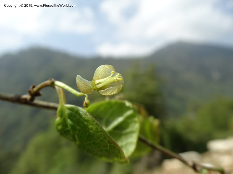 Sabia, Boufford, D 43677--China. Sichuan. GuoBaYan, HanBaiYu Shan. 12 May 2014. DSC05373 (49).JPG