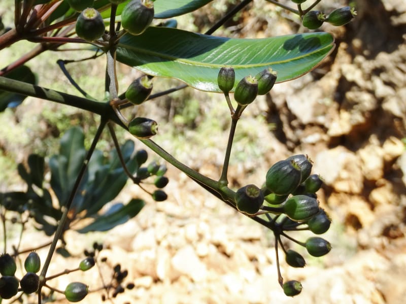 Plerandra polydactylis, Lowry, P 7420--New Caledonia. PinPin. 20 Nov 2015. DSC03938 (103).JPG