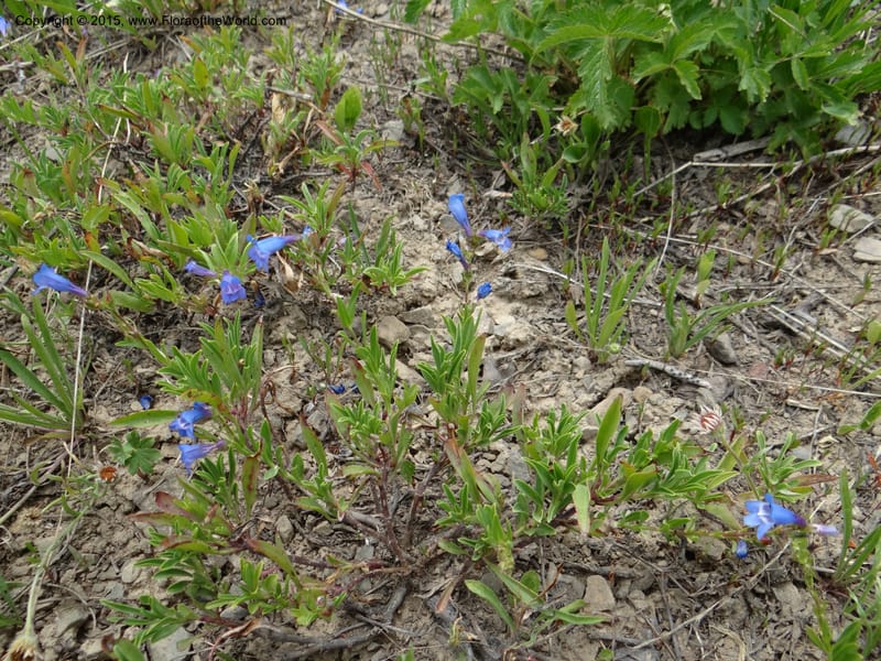 Penstemon leonardii, Mansfield, D 12-644--ID. Bear Lake Co. Mt. Sherman. 13 Jul 2012. DSC03601 (100).JPG