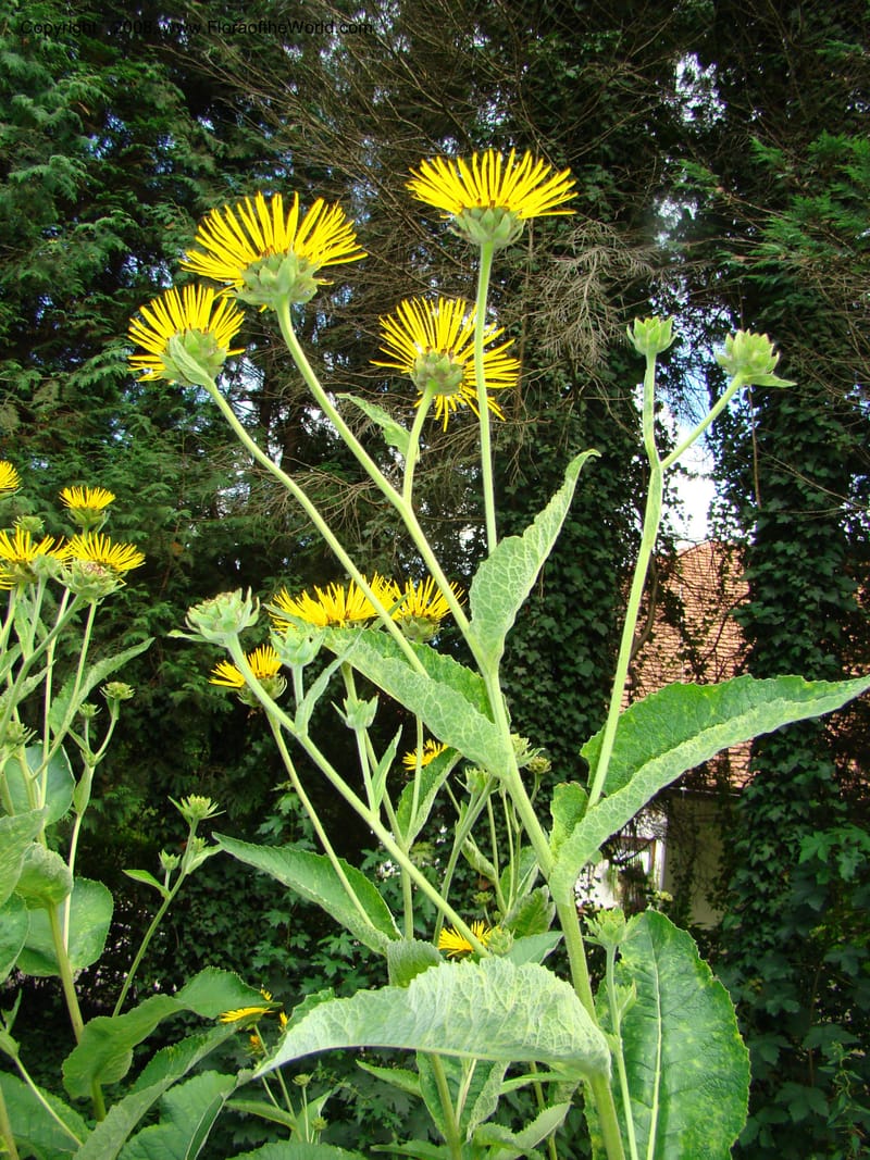 Inula magnifica--Slovenia. Ljubljana. University Botanical Garden. 7 Jul 08. 110.jpg