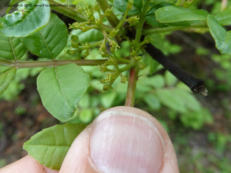 Zanthoxylum bungeanum, Boufford, D 43737--China. Sichuan. XinZhaZi Gou. 14 May 2014. DSC06426 (76).JPG