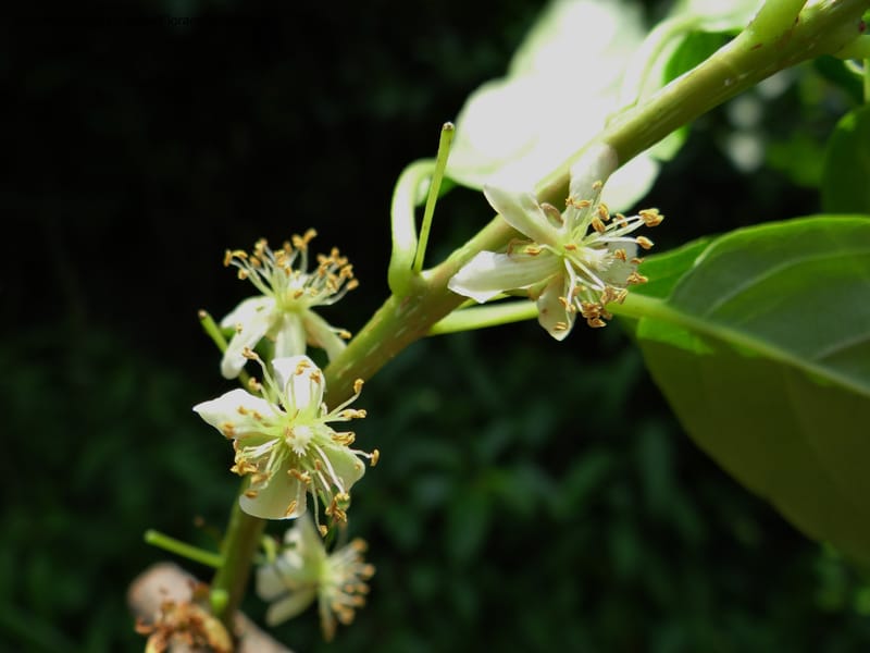 Actinidia callosa var. discolor, Li Pan 1205270--China. Zhejiang Prov. Shunxi Village. 28 May 2012. DSC00347 (120).JPG