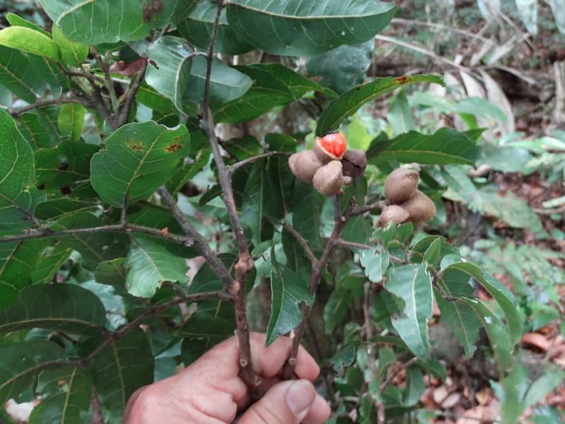 Alectryon hirsutus, Munzinger, J 7420--New Caledonia. Foret du Koghi. 13 Fri 2015. DSC02196 (218).JPG
