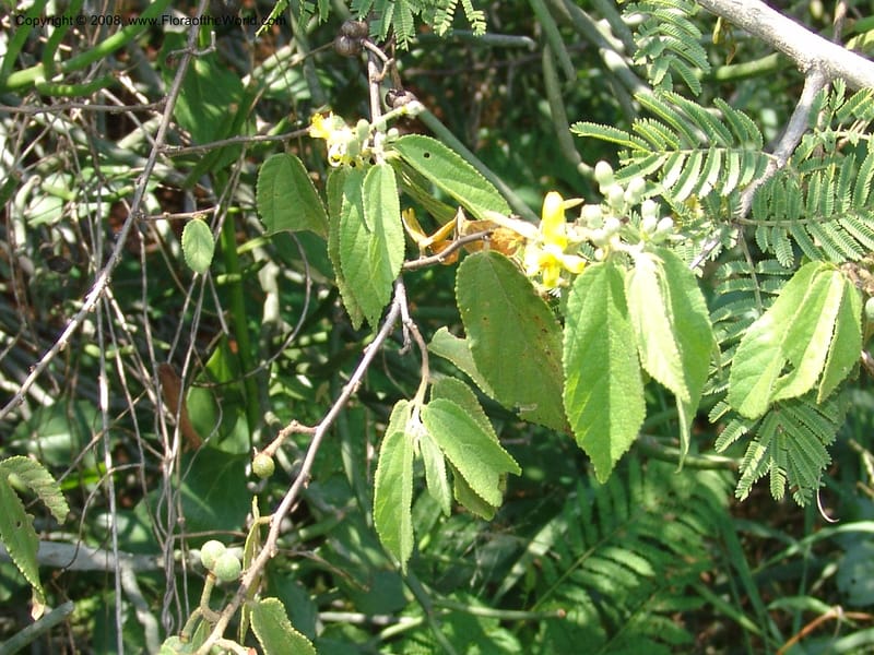 Grewia flavescens--So.Africa. Mpumal. S of Burgersfort. 16 Mch 05. 229.jpg