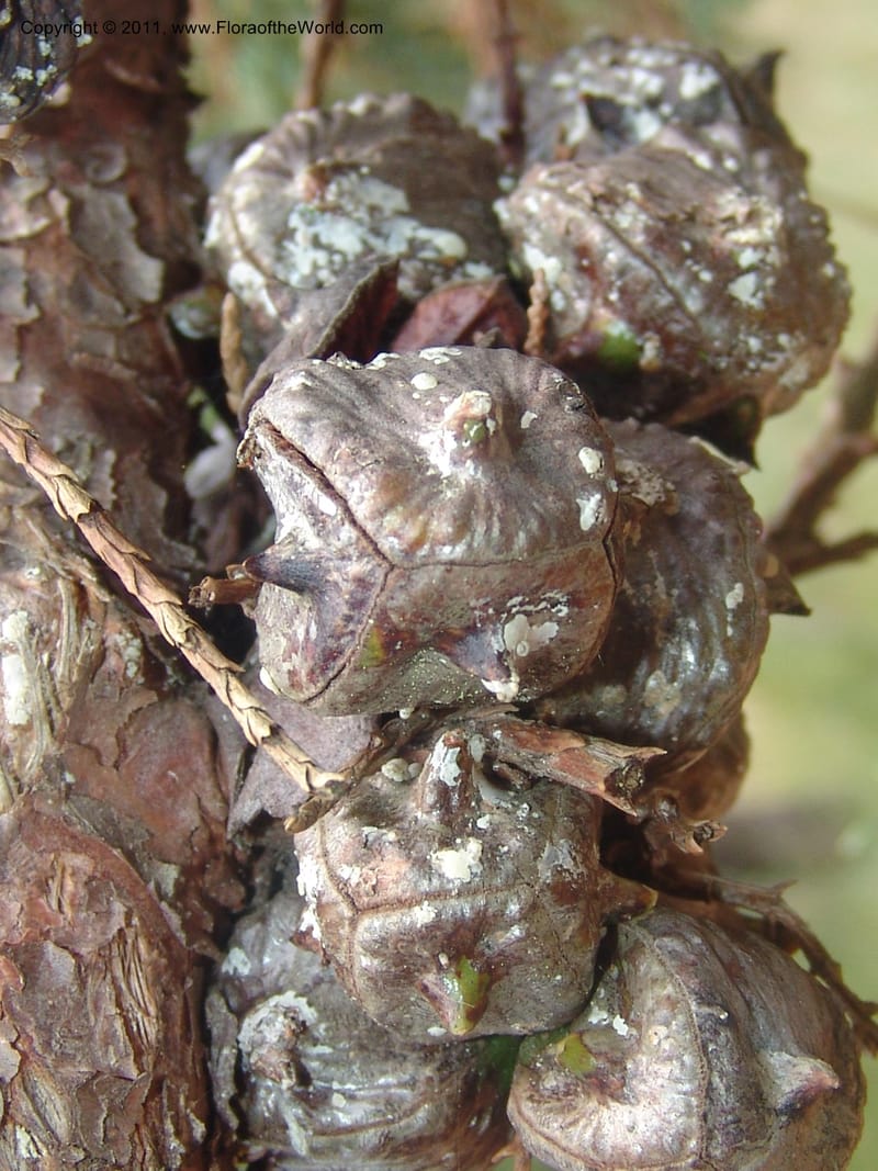 Widdringtonia schwartzii--So.Africa. Mpumal. Buffelskloof Private Nat. Res. 17 Mch 05. 159.jpg