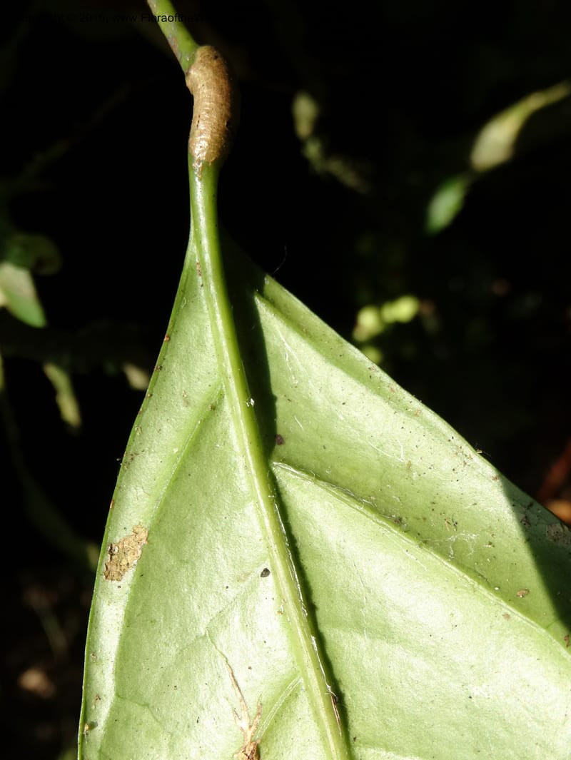 Lepisanthes, Buerki, S 348--Sabah. Danum Valley. 4 Oct 2014. DSC01741 (158).JPG