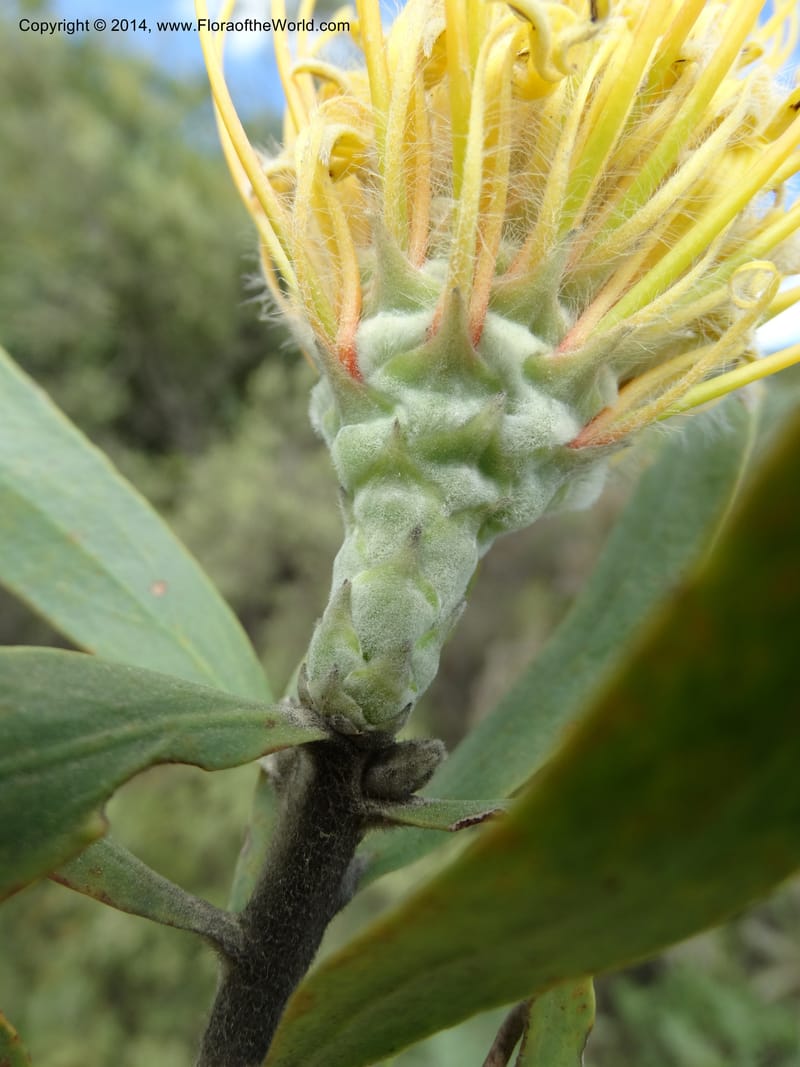 Leucospermum, Davidson, C 12268--South Africa. Western Cape. S of Swartberg Pass. 19 Jan 2014. DSC00691 (27).JPG