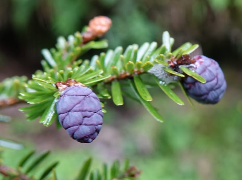 Tsuga chinensis, Tseng Yu-Hsin 1332--Taiwan. Taroko Nat. Park. Mt. Bilu Trail. 21 May 2016.  (220).JPG