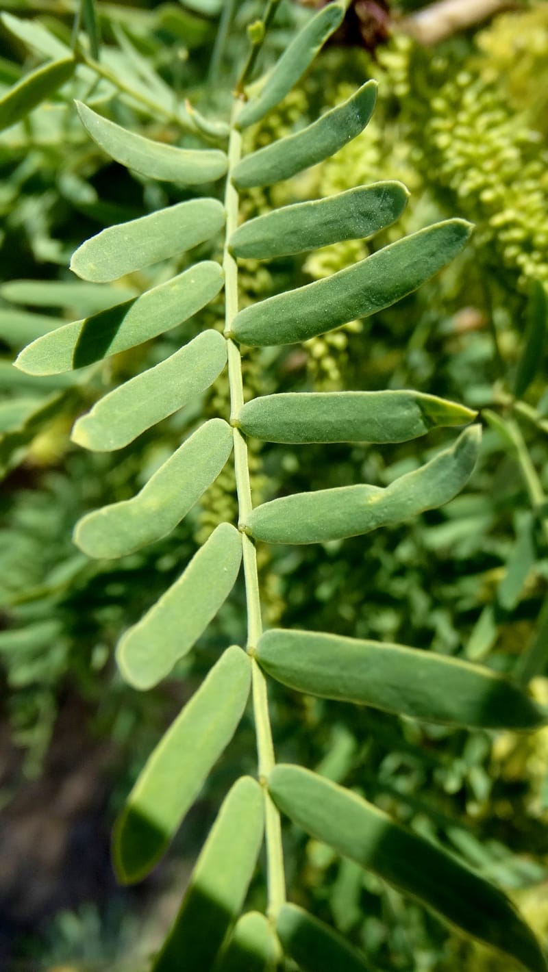 Prosopis glandulosa torreyana, Davidson, C 13168--California, Afton Canyon, 22 Apr 2016  8301 (6).JPG