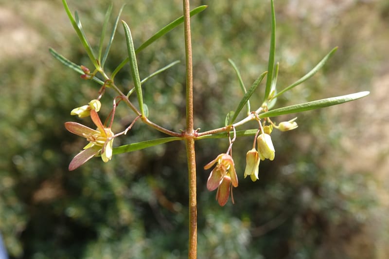 Aphanopetalum clematideum, Davidson, C 13444--Australia. W.A. Geraldton. Chapman River. 25 Oct 2016.  (71).JPG