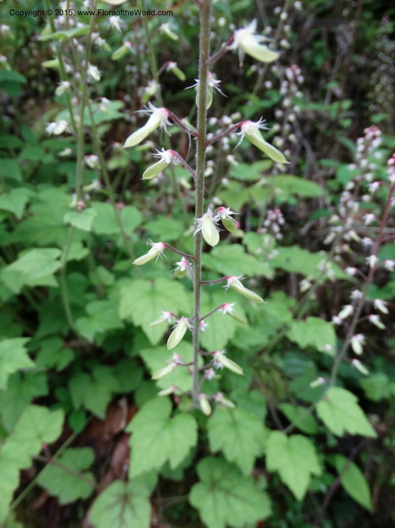 Saxifraga mengtzeana, Boufford, D 43703--China. Sichuan. DongLa Ecoreserve. 13 May 2014. DSC06300 (75).JPG