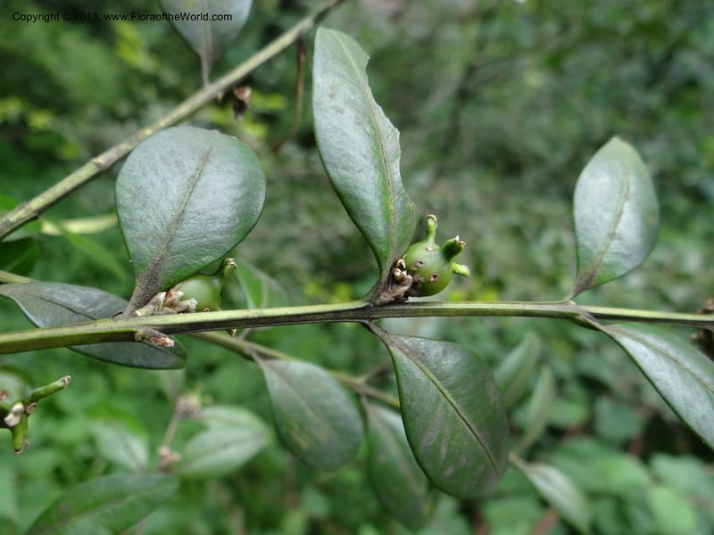 Buxus sinica var. aemulans, Davidson, C 12044--China. Anhui Prov. Huang Shan. 8 Jun 2012. DSC02431 (156).JPG