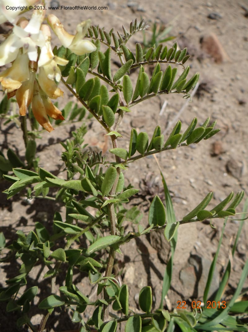 Vicia nigricans, W. D. Stevens 34199--Chile, 2.6 km W La Laguna Maule, 22 Feb 2013  9660 (7).JPG