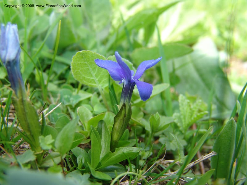 Gentiana angulosa--Georgia. Kazbeki . Trail-road to Sameba Church. 2 Jun 05. 073.jpg