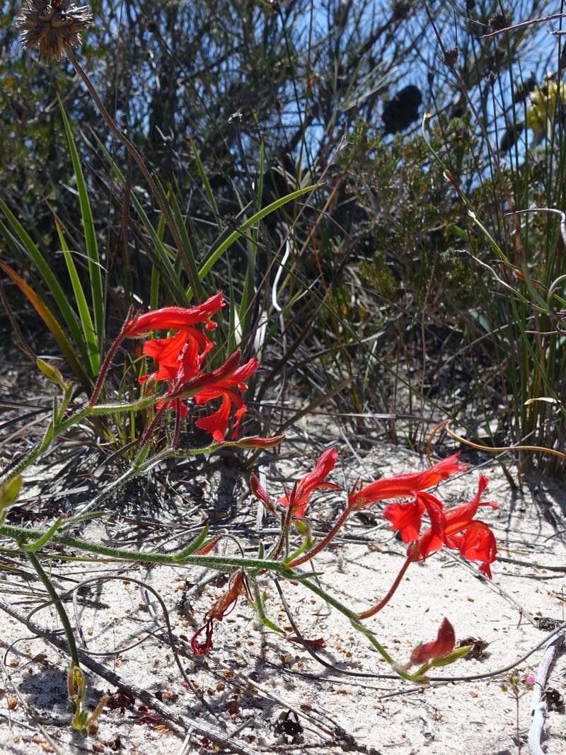 Leschenaultia, Davidson, C 13425--Australia. W.A. Green Head-Coorow Rd. Stop 2. 24 Oct 2016. DSC04873 (20).JPG