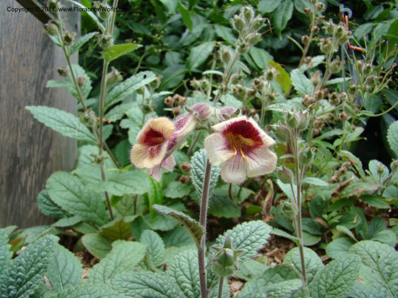 Rehmannia glutinosa, 036937-5607-2002--Canada. BC. Univ. BC Bot. Garden. 27 Jul 08. 006.jpg