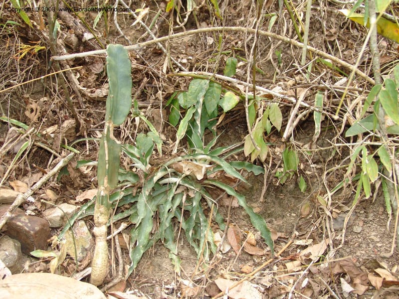 Fosterella penduliflora, AAraujoM2916--Bolivia. F. Tamayo. W of Apolo. Rio Machariapu. 17 Sep 06. 353.jpg