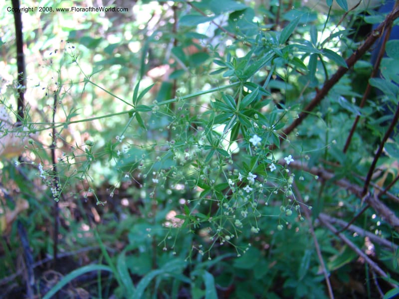 Galium asperrimum, CDavidson11269--ID. Valley Co. Sylvan Beach, Payette Lake. 24 Aug 08. 112.jpg