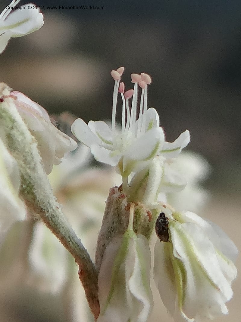 Eriogonum strictum var. proliferum, Davidson, C 12096--ID. Owyhee Co. Silver City. 20 Aug 2012. DSC04305 (78).JPG