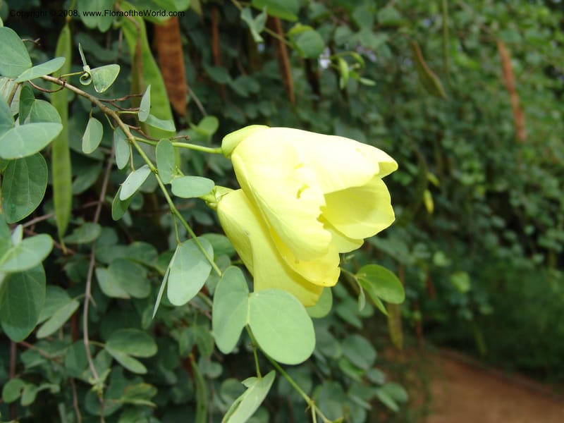 Bauhinia tomentosa--So. Africa. Lowveld Nat. Bot. Gard. 14 Mch 05. 244.jpg