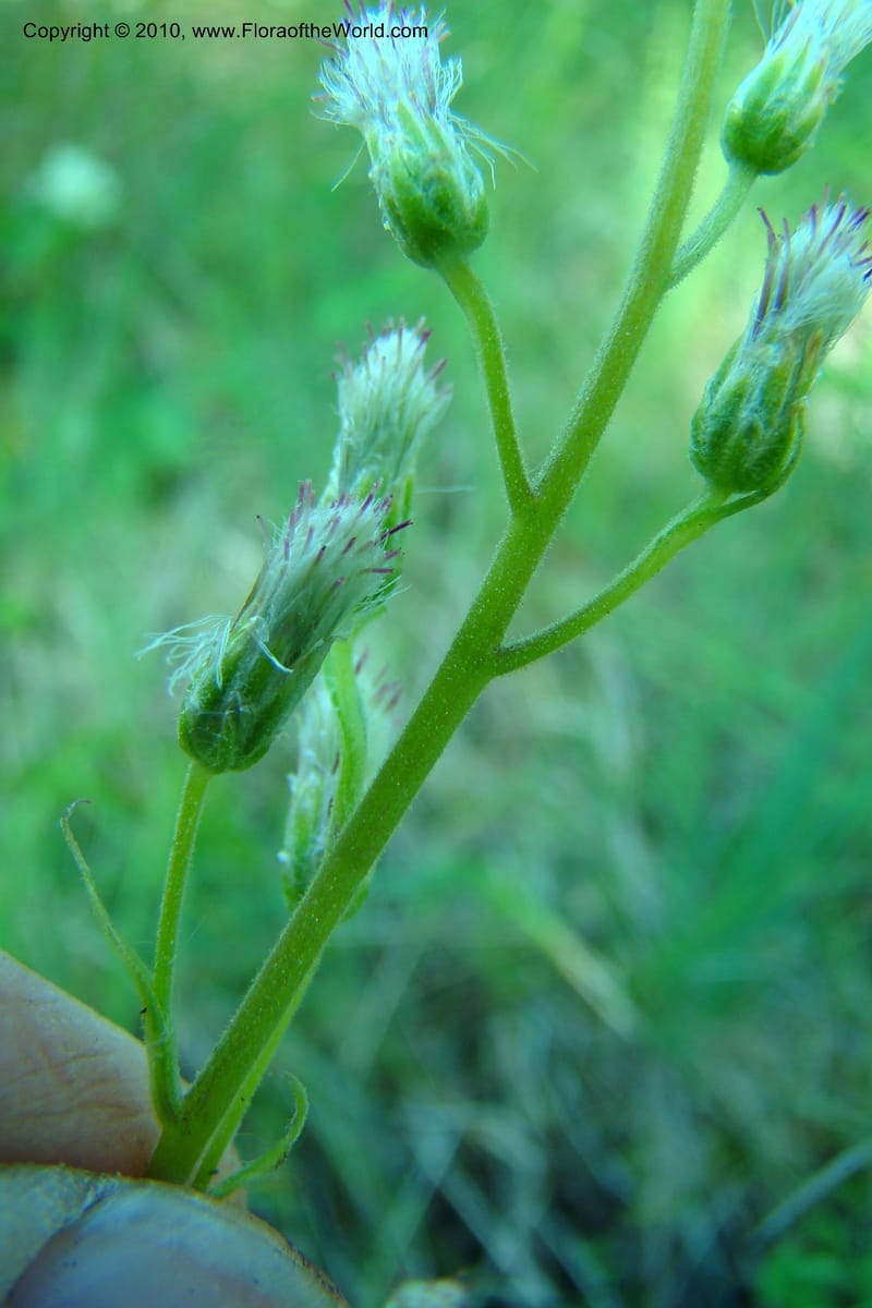 Antennaria racemosa, C. Davidson 11373--Idaho. Idaho Co. Salmon River. Polly Bemis Ranch. 27 May 2009. 104.jpg
