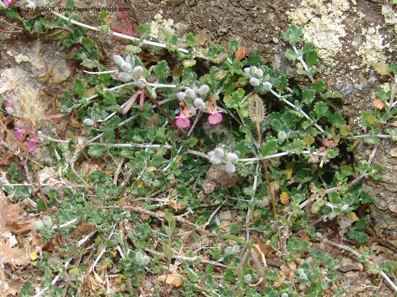 Teucrium divaricatum--Crete. Ep. Kisamos. Sirikari Gorge. 25 May 05. 256.jpg