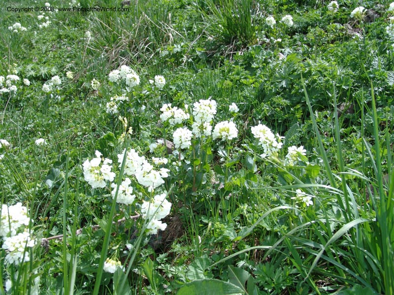 Arabis brachycarpa--Georgia. Vic. of Tskhrats'karo Pass. 7 Jun 05. 209.jpg