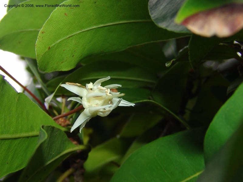 Vitellariopsis marginata--So. Africa. Lowveld Nat. Bot. Gard. 2. 14 Mch 05. 350.jpg