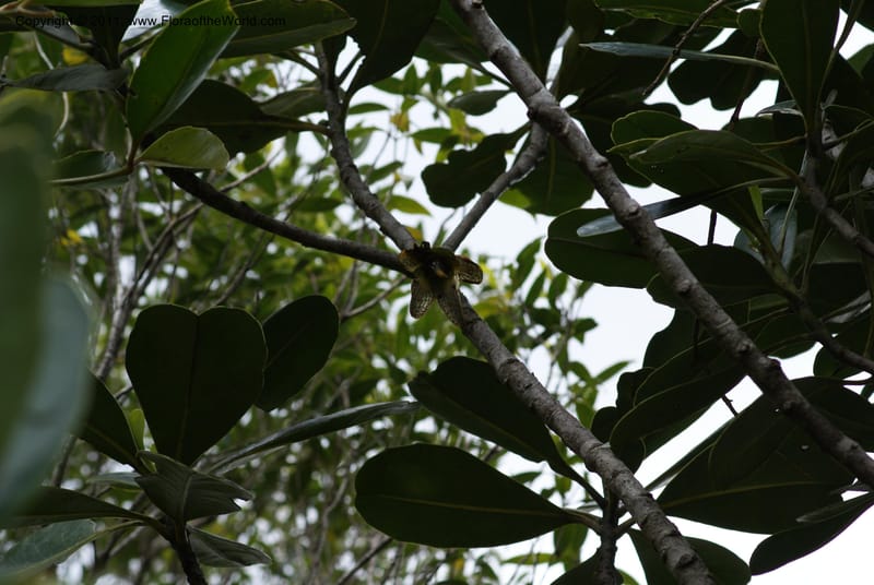 Strasburgeria robusta, Munzinger, J 4877--New Caledonia,  Dzumac, 20 Nov 2007, 28 (1).JPG