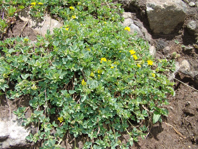 Medicago dzhawakhetica--Georgia. Vic. of Tskhrats'karo Pass. 7 Jun 05. 248.jpg