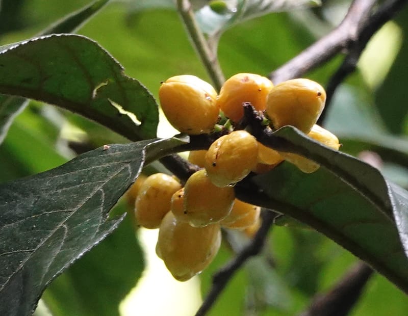 Horsfieldia prainii, D. Boufford 44155--China. Yunnan. Bam Po village. 5 May 2018. DSC02406 (117).JPG