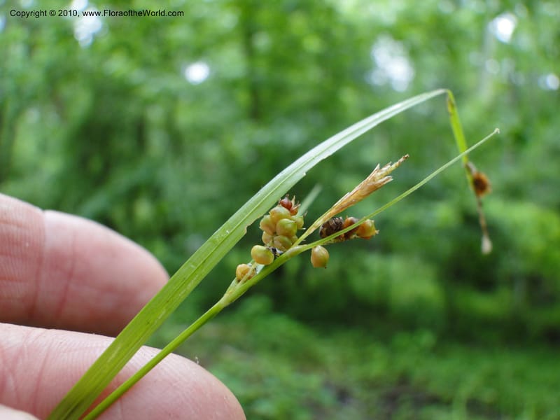 Carex caroliniana, Mori, S 27440, USA, North Carolina, Wake Co., Boyce Bridge Rd, 25 May 2010 (28).JPG