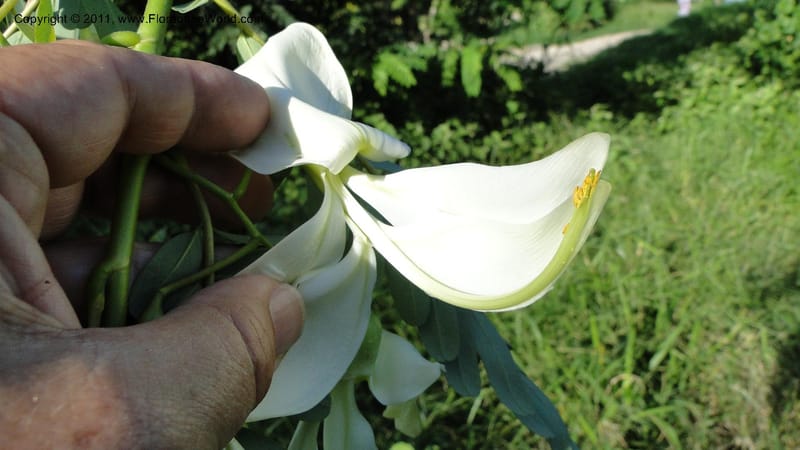 Sesbania grandiflora, Gereau--Tanzania. Univ. of Dar es Salaam. 9  May 2010 367 (35).jpg