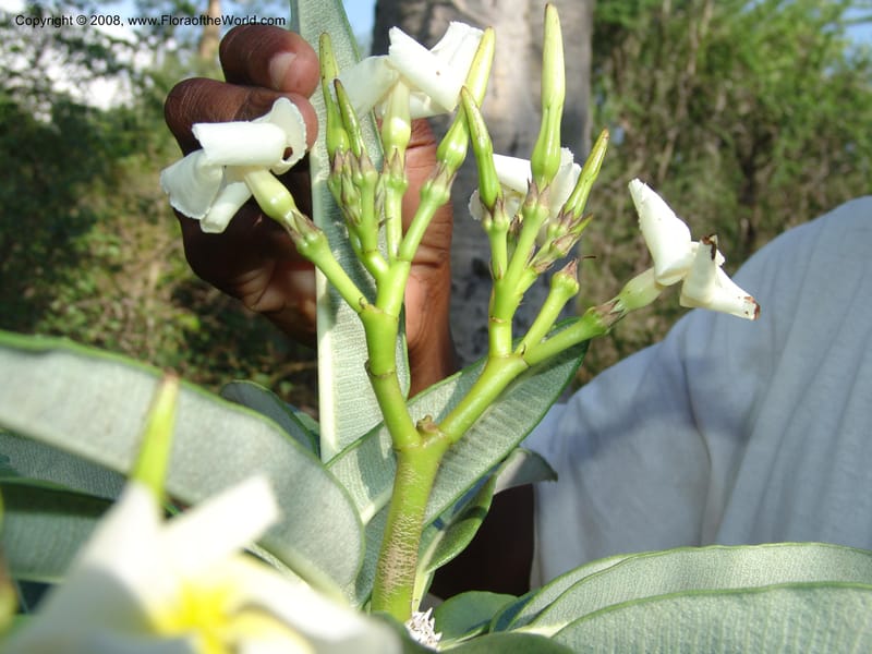 Pachypodium mikea, Z.Rogers880--Madag. Prov. Toleara. Ifaty, Village Tortues. 15 Jan 06. 146.jpg