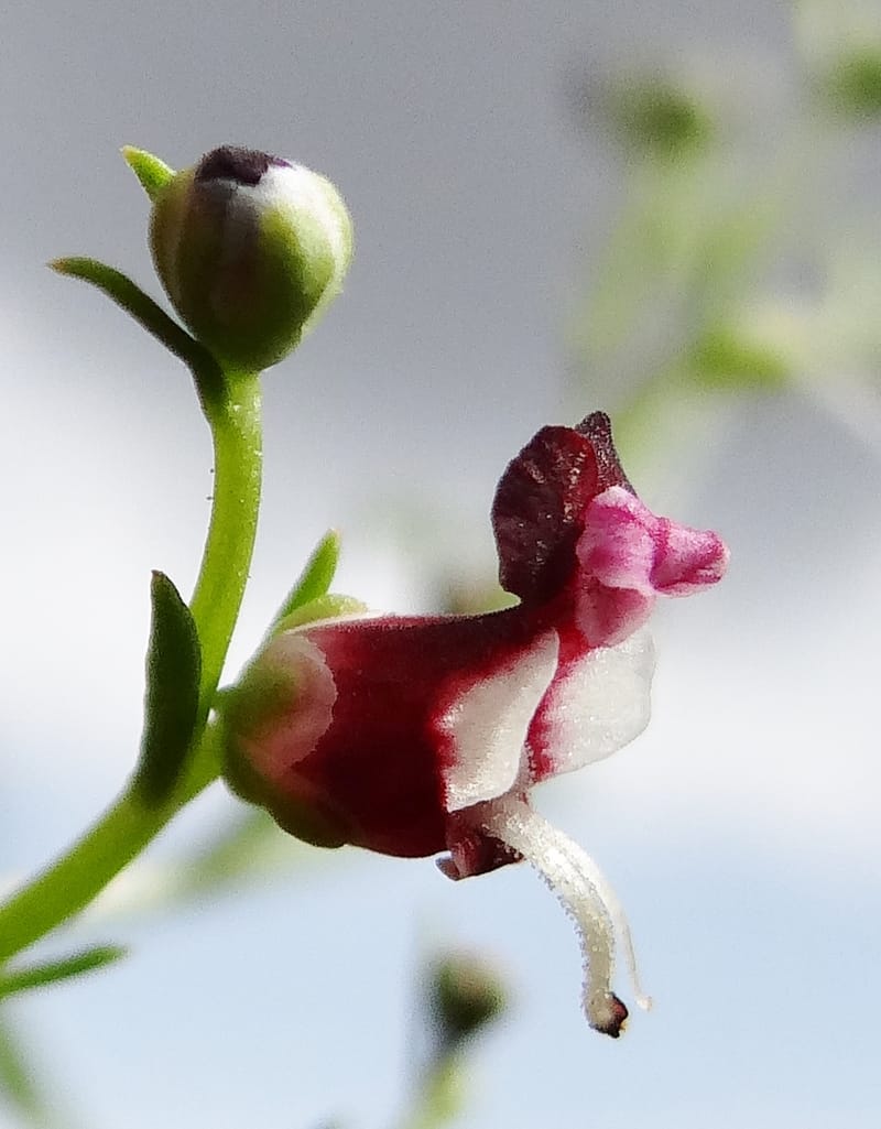 Scrophularia--Kurdistan. 2nd stop after Tawilla. 22 May 2013. DSC04763 (41).JPG