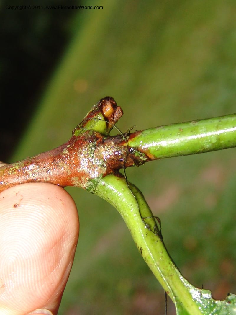 Alibertia, Araujo M., A 3067--Bolivia.  Pq. Nal. Madidi. Chalalan, Sendero Jaguar. 24 Sep 06. 013 (5).jpg