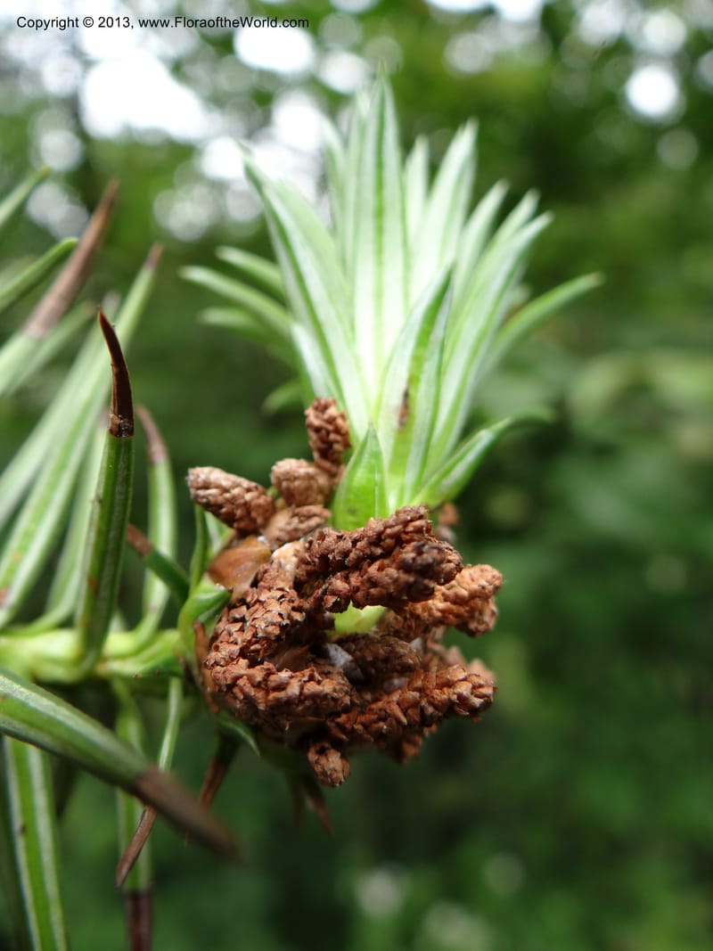 Cunninghamia lanceolata, Davidson, C 11976--China. Zhejiang Prov. Tian Mu Shan. 1 Jun 2012. DSC01264 (148).JPG